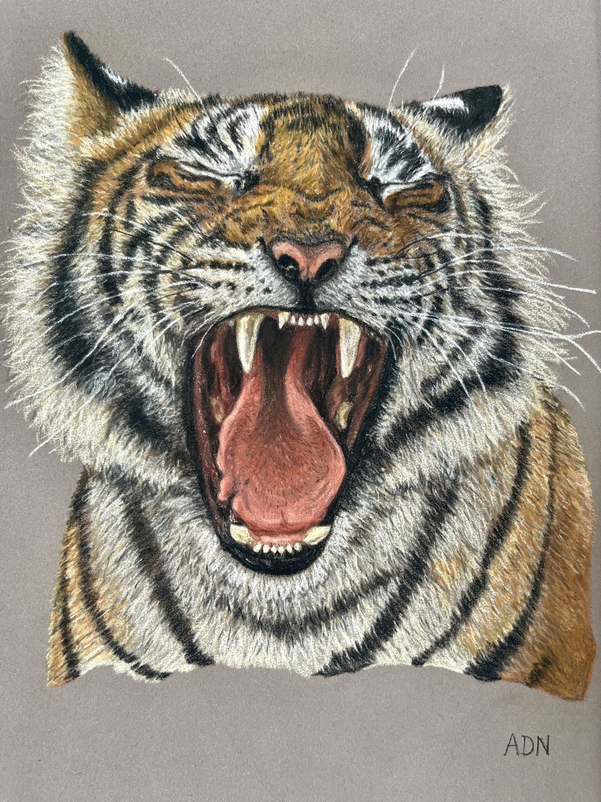 Dessin réaliste au pastel sec d’un tigre rugissant, collection Félins par ADN - ADN Portfolio "Éclat Sauvage"