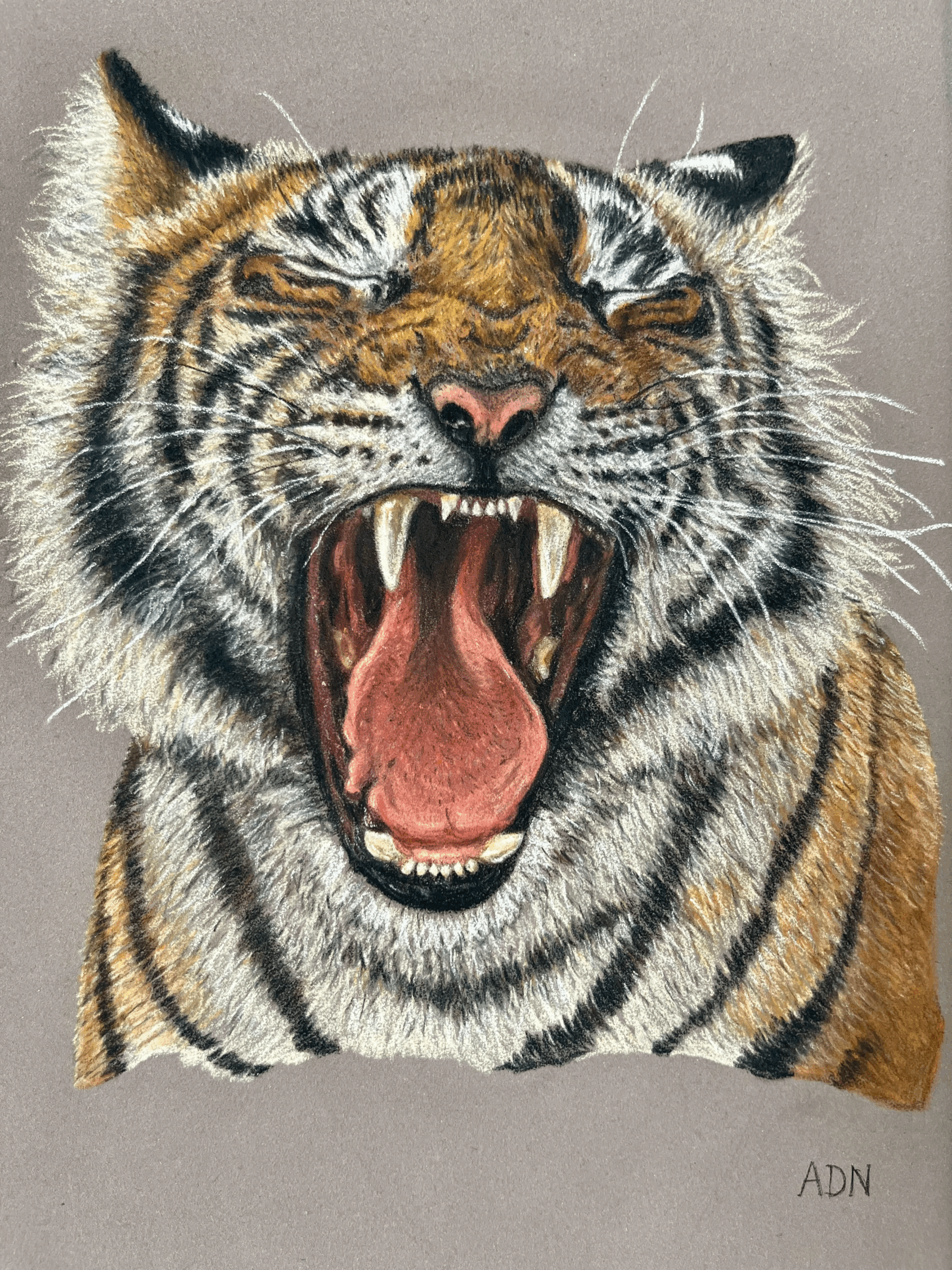 Dessin réaliste au pastel sec d’un tigre rugissant, collection Félins par ADN - ADN Portfolio "Éclat Sauvage"