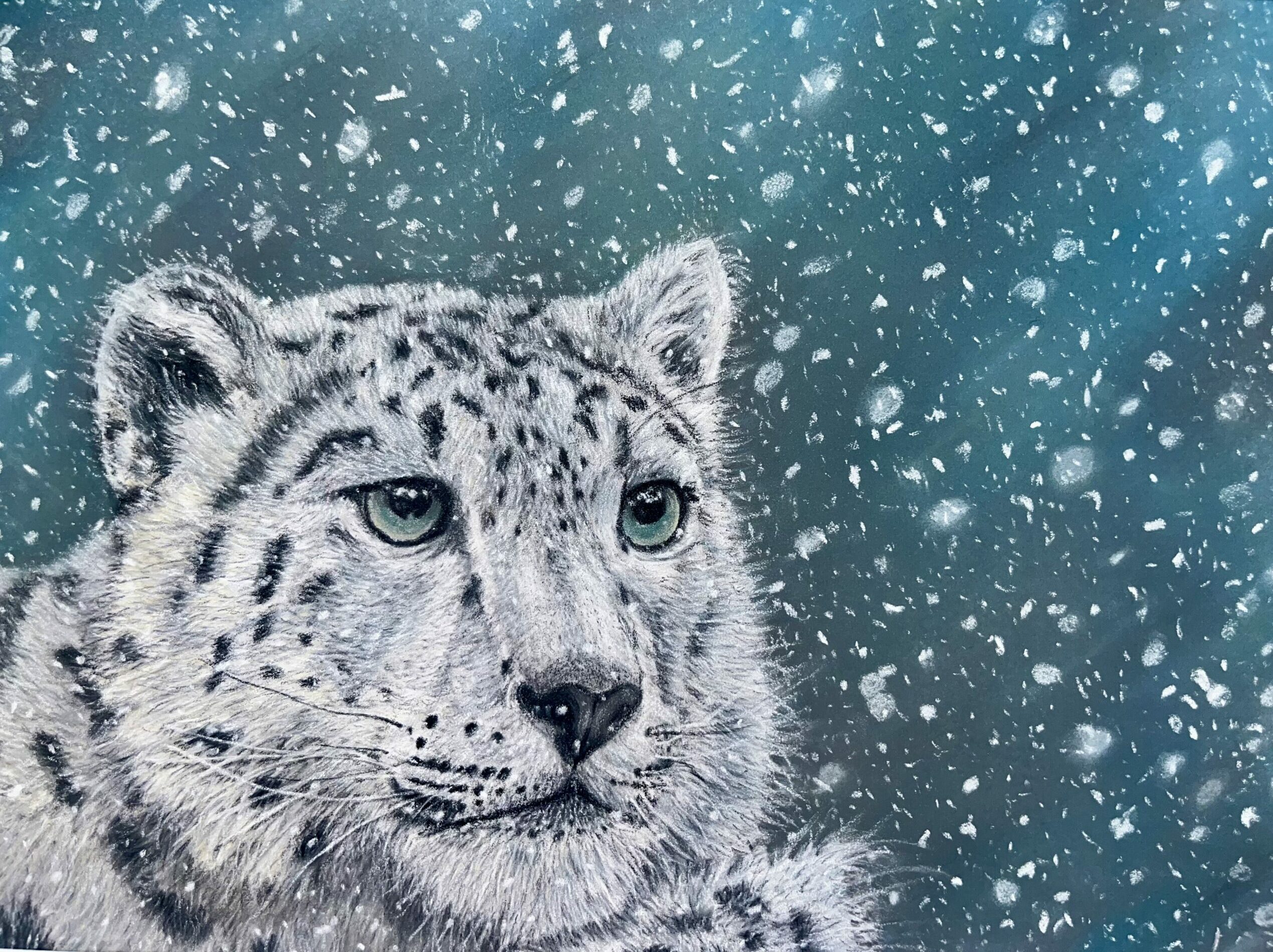 Dessin réaliste au pastel sec d’une panthère des neiges sur fond bleu parsemé de flocons, issu de la collection Félins par ADN - ADN Portfolio