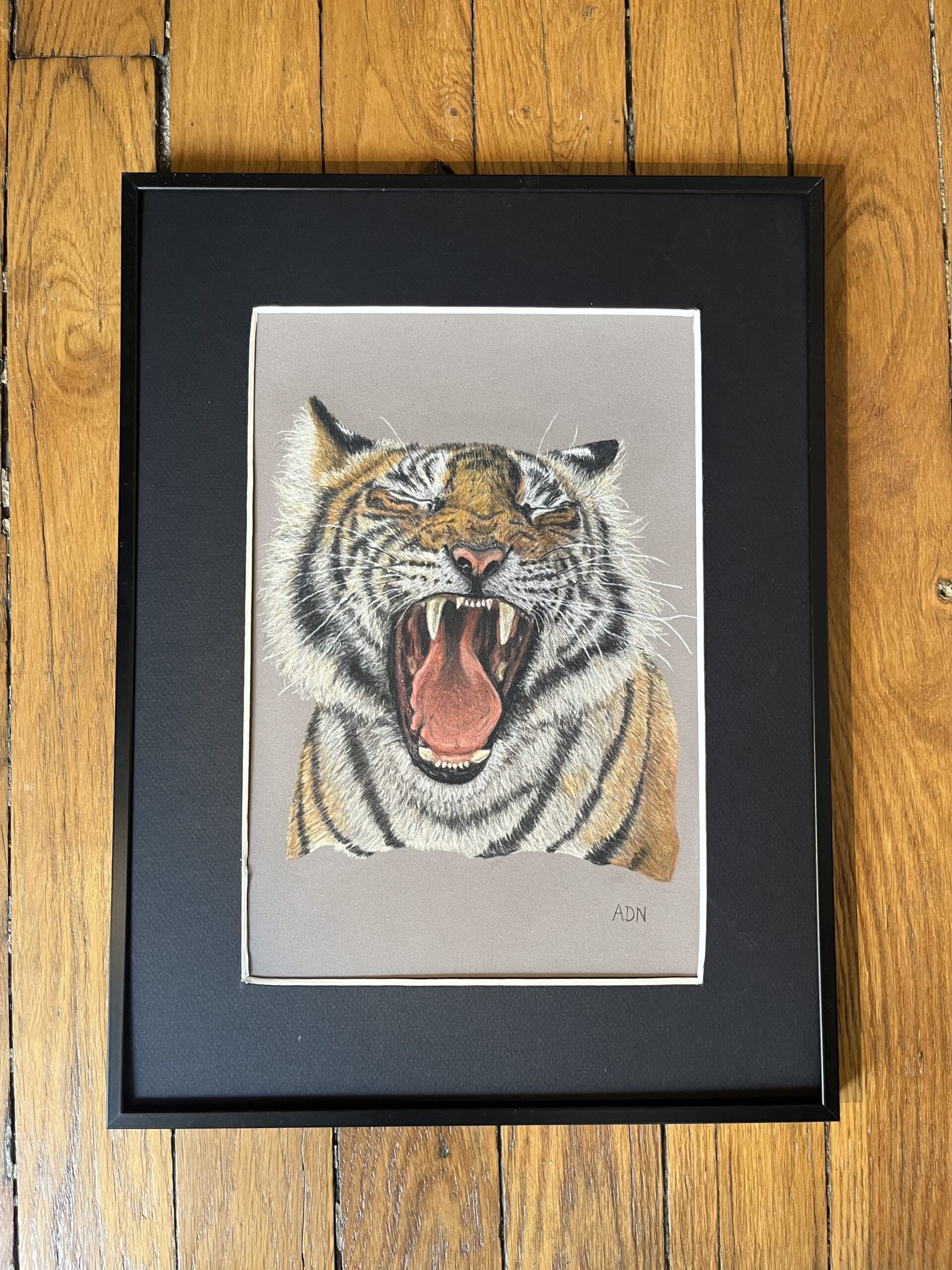 Dessin réaliste au pastel sec d’un tigre rugissant, collection Félins par ADN - ADN Portfolio "Éclat Sauvage"