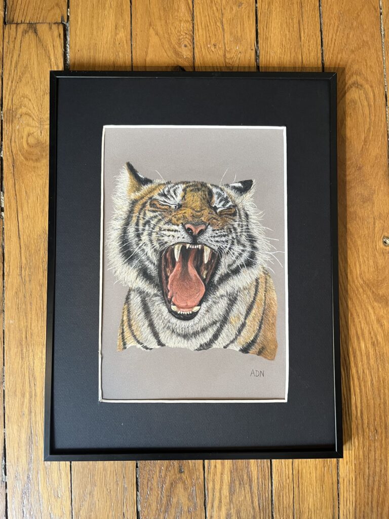 Dessin réaliste au pastel sec d’un tigre rugissant, collection Félins par ADN - ADN Portfolio "Éclat Sauvage"
