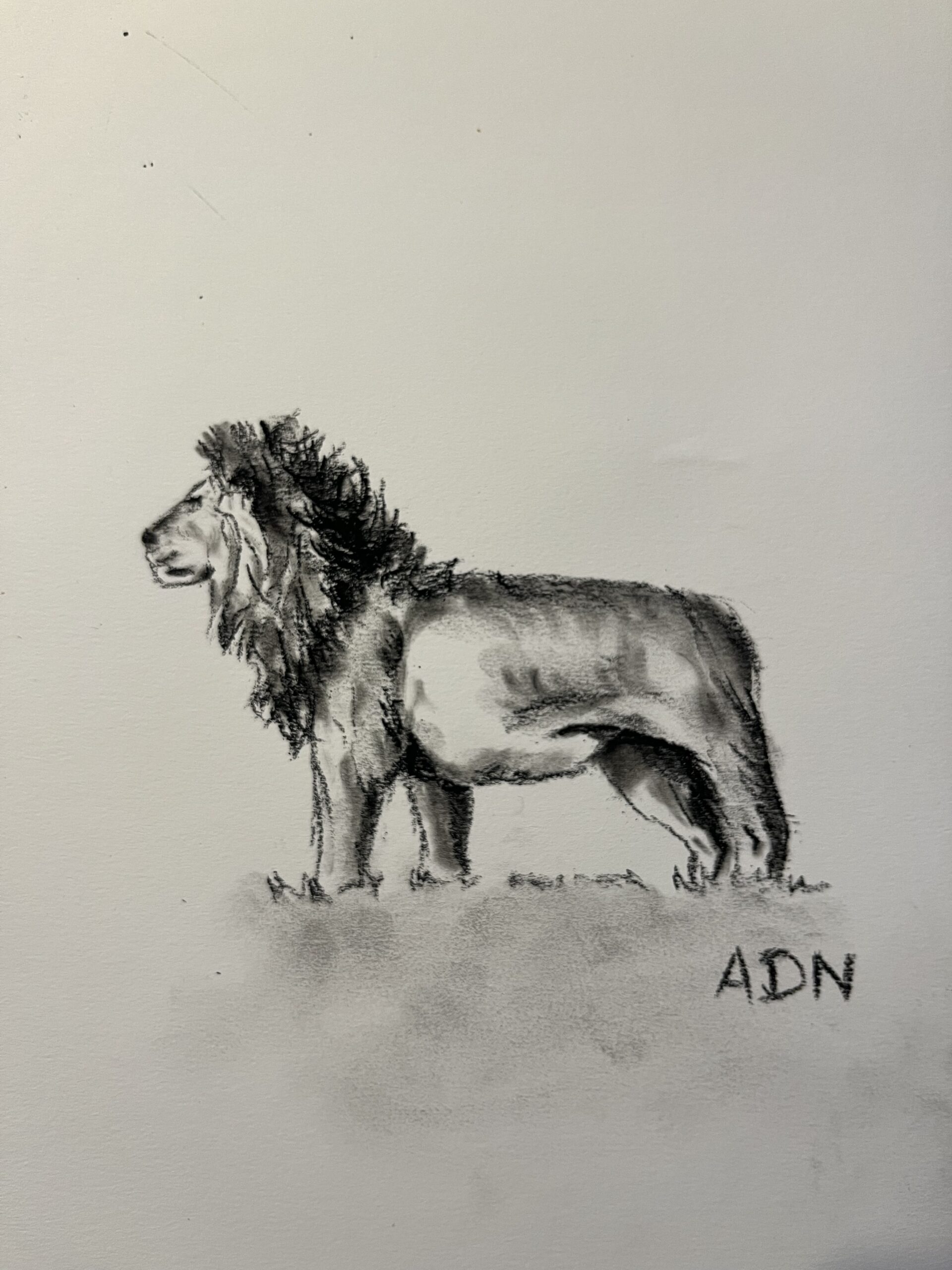 Dessin croquis d’un lion de profil réalisé au crayon fusain, collection Félins par ADN - ADN Portfolio "Roi de la Jungle"